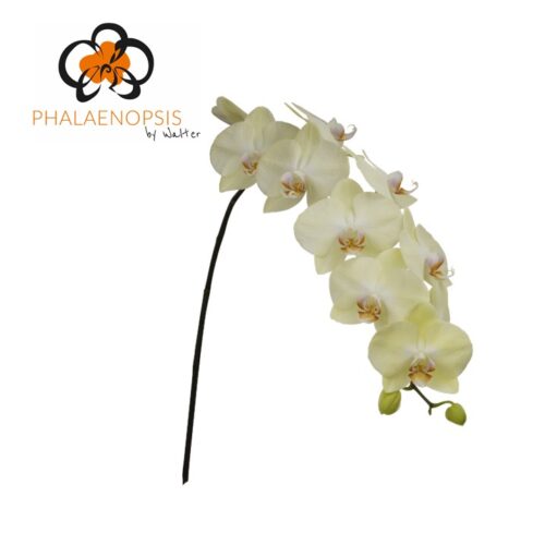 Snij Phalaenopsis by Walter Grootscholten Orchid Rising Sun Yellow Creme