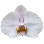 Snij Phalaenopsis by Walter Grootscholten Orchid Alpha Soft Pink