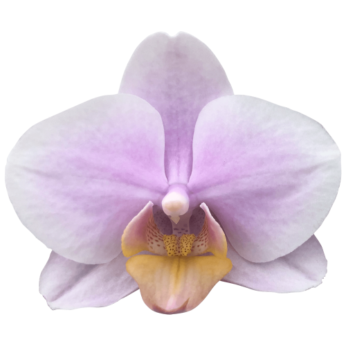 Snij Phalaenopsis by Walter Grootscholten Orchid Baby Pink