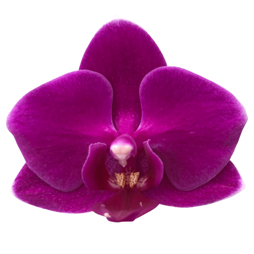 Snij Phalaenopsis by Walter Grootscholten Orchid Baby Purple