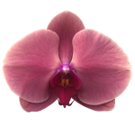 Snij Phalaenopsis by Walter Grootscholten Orchid Coral Sunset Red