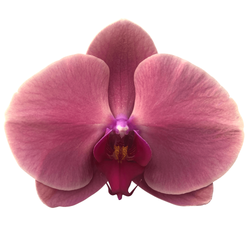 Snij Phalaenopsis by Walter Grootscholten Orchid Coral Sunset Red