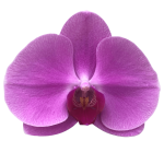 Snij Phalaenopsis by Walter Grootscholten Orchid Happy Valentina Hot Pink Cerise Fuchsia