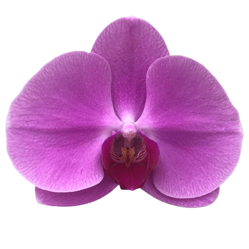 Snij Phalaenopsis by Walter Grootscholten Orchid Happy Valentina Hot Pink Cerise Fuchsia