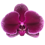 Snij Phalaenopsis by Walter Grootscholten Orchid Lie de Vin Burgundy Red