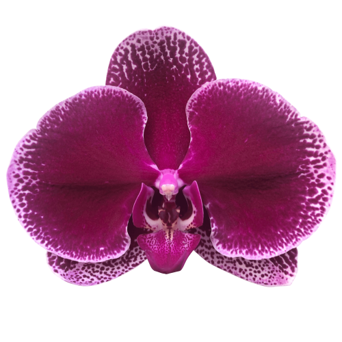 Snij Phalaenopsis by Walter Grootscholten Orchid Lie de Vin Burgundy Red