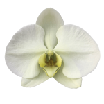 Snij Phalaenopsis by Walter Grootscholten Orchid Limon Bella Green