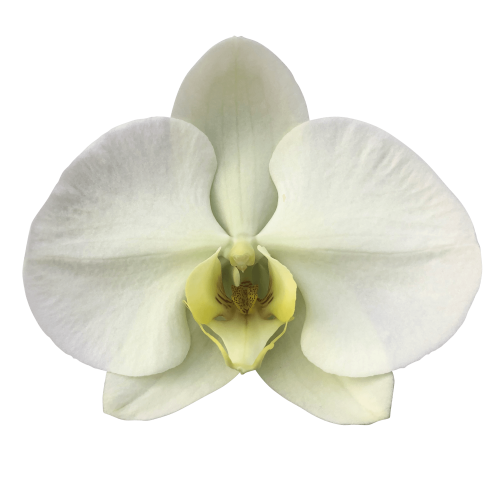 Snij Phalaenopsis by Walter Grootscholten Orchid Limon Bella Green