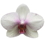 Snij Phalaenopsis by Walter Grootscholten Orchid Omega Creme