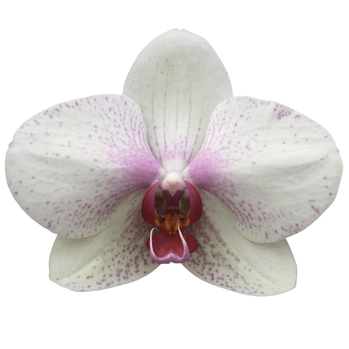 Snij Phalaenopsis by Walter Grootscholten Orchid Omega Creme