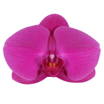 Snij Phalaenopsis by Walter Grootscholten Orchid Purple Haze