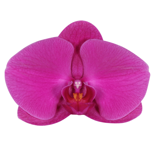 Snij Phalaenopsis by Walter Grootscholten Orchid Purple Haze