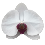 Snij Phalaenopsis by Walter Grootscholten Orchid Red Lip