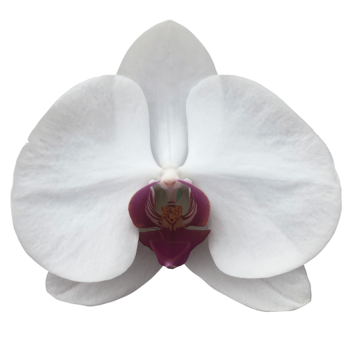 Snij Phalaenopsis by Walter Grootscholten Orchid Red Lip