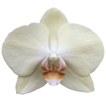 Snij Phalaenopsis by Walter Grootscholten Orchid Rising Sun Yellow Creme