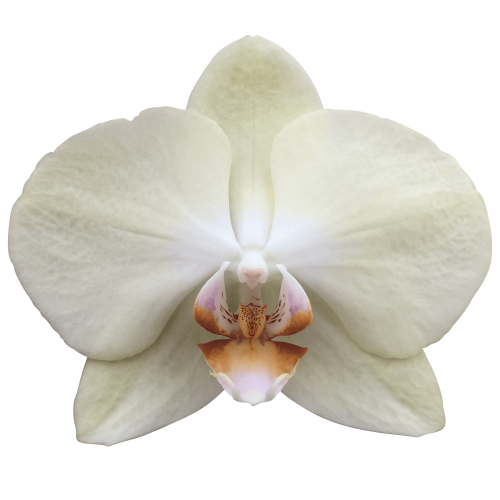 Snij Phalaenopsis by Walter Grootscholten Orchid Rising Sun Yellow Creme