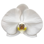 Snij Phalaenopsis by Walter Grootscholten Orchid Sensation White