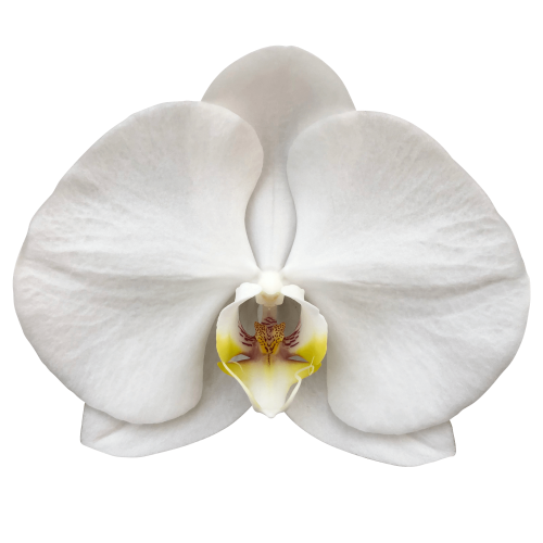 Snij Phalaenopsis by Walter Grootscholten Orchid Sensation White