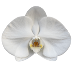 Snij Phalaenopsis by Walter Grootscholten Orchid Sensation White X Large