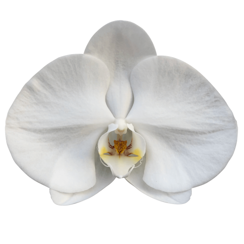 Snij Phalaenopsis by Walter Grootscholten Orchid Sensation White X Large