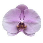 Snij Phalaenopsis by Walter Grootscholten Orchid Tikal Pink