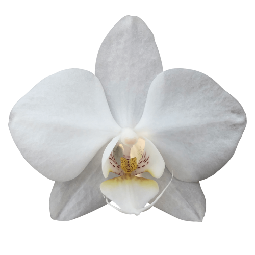 Snij Phalaenopsis by Walter Grootscholten Orchid Venice White