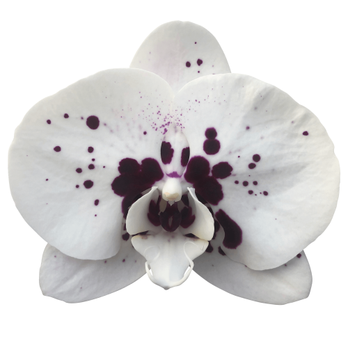 Snij Phalaenopsis by Walter Grootscholten Orchid Wine Drops