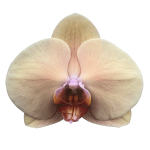 Snij Phalaenopsis by Walter Grootscholten Orchid Royal Peach