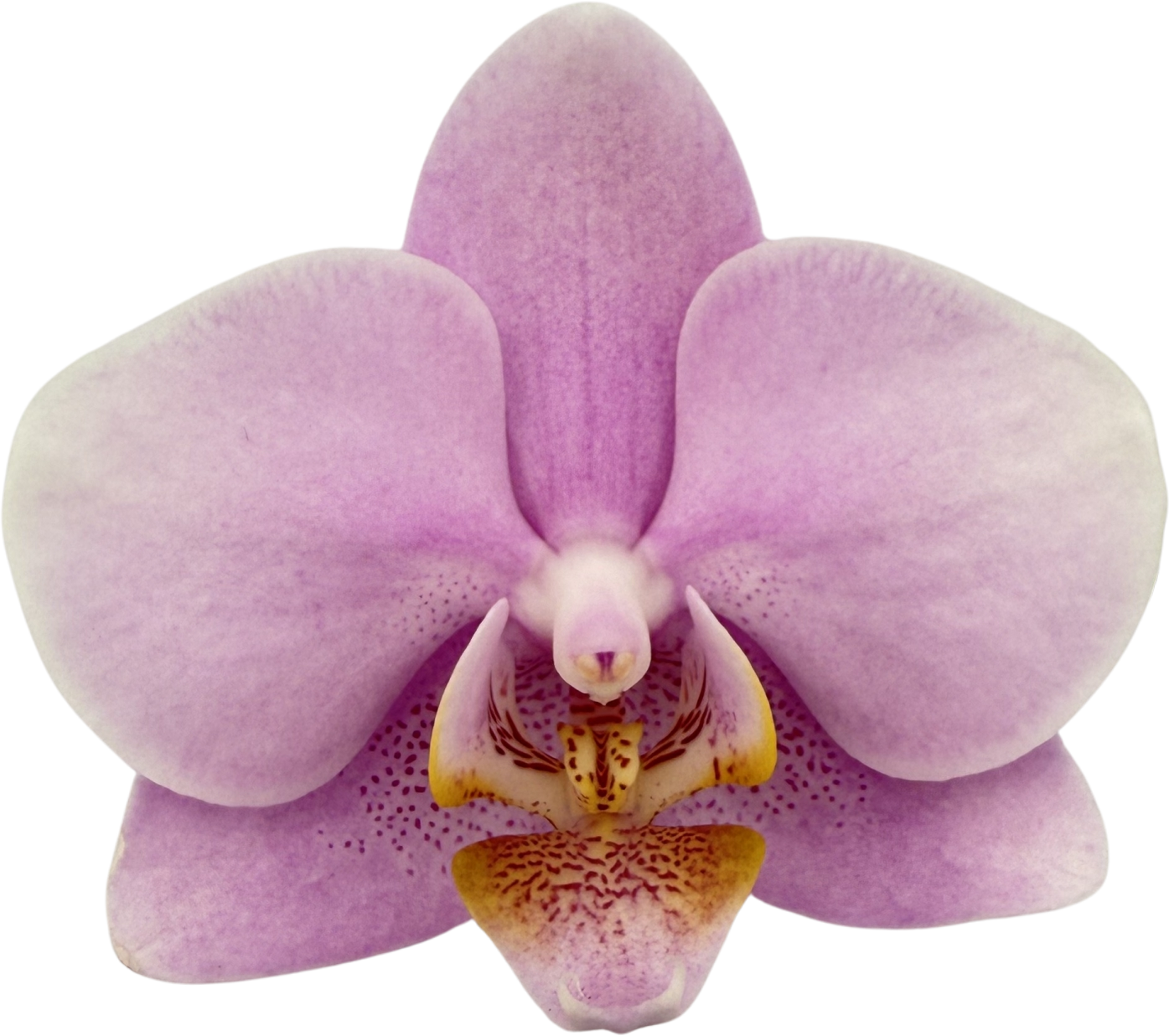 Snij Phalaenopsis by Walter Grootscholten Orchid Baby Pink