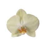 Snij Phalaenopsis by Walter Grootscholten Orchid Rising Sun Yellow Creme