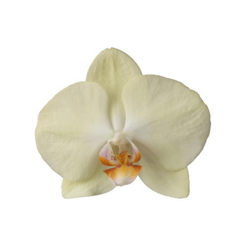 Snij Phalaenopsis by Walter Grootscholten Orchid Rising Sun Yellow Creme
