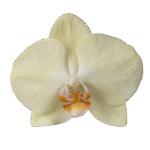 Snij Phalaenopsis by Walter Grootscholten Orchid Rising Sun Yellow Creme