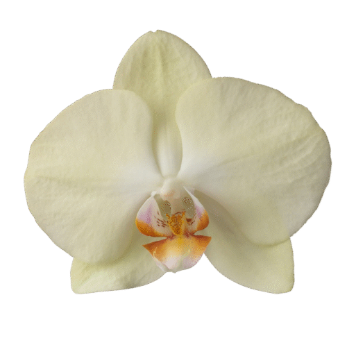 Snij Phalaenopsis by Walter Grootscholten Orchid Rising Sun Yellow Creme