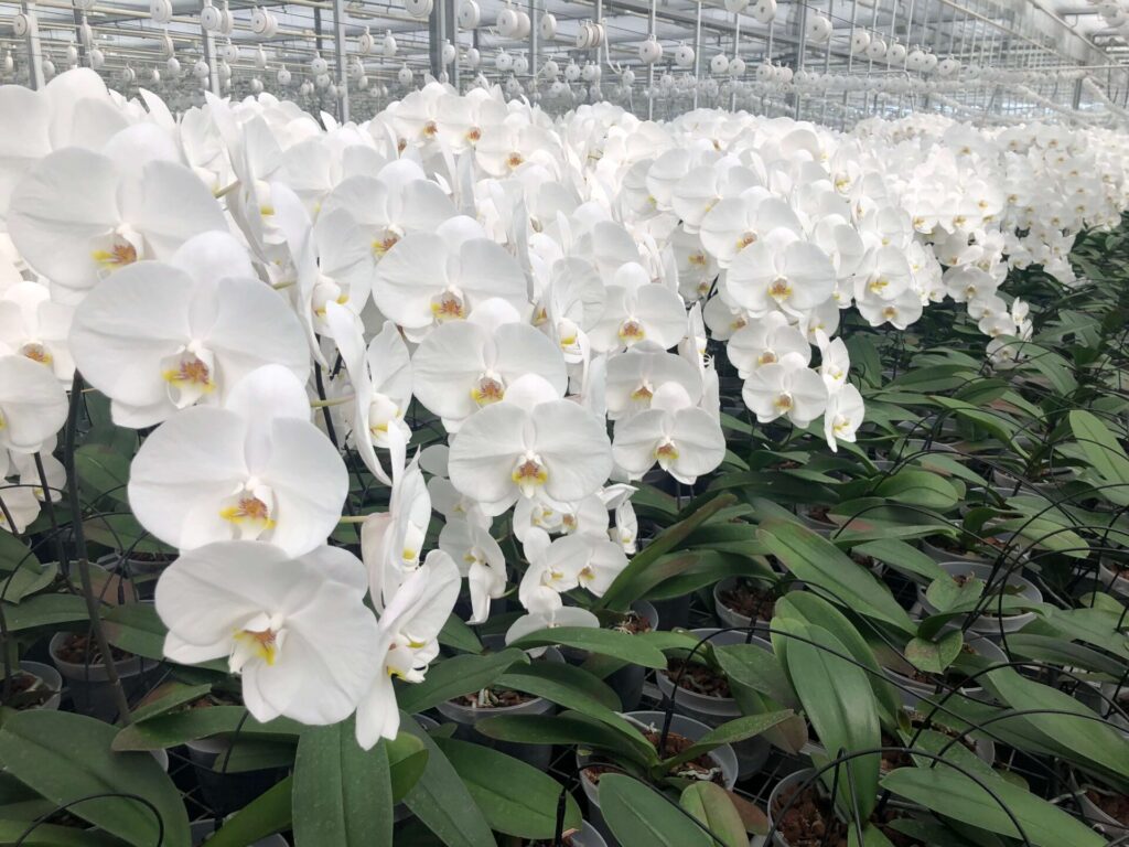 Snij Phalaenopsis by Walter Grootscholten Orchid Sensation White