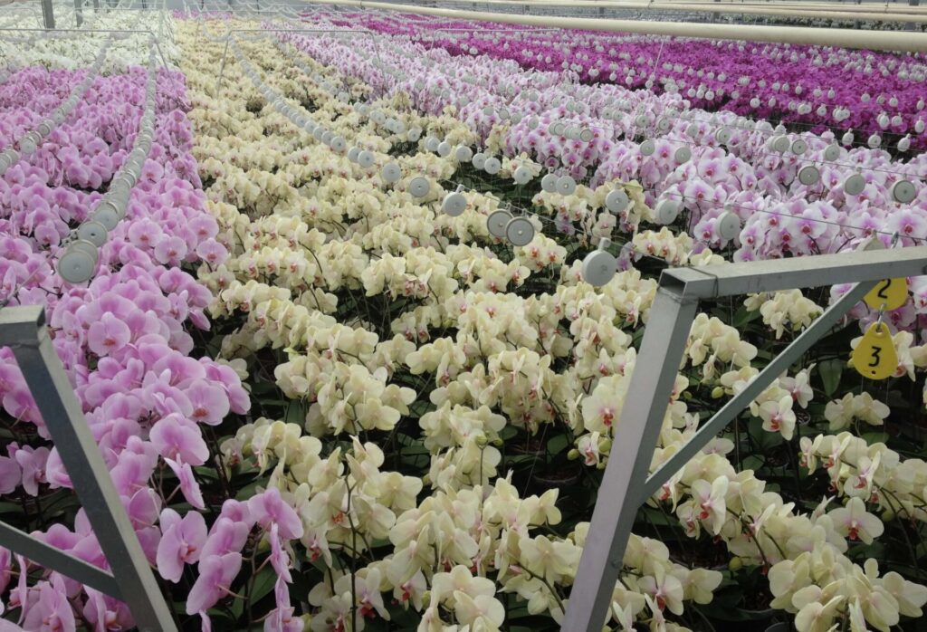 Snij Phalaenopsis by Walter Grootscholten Orchid Nursery