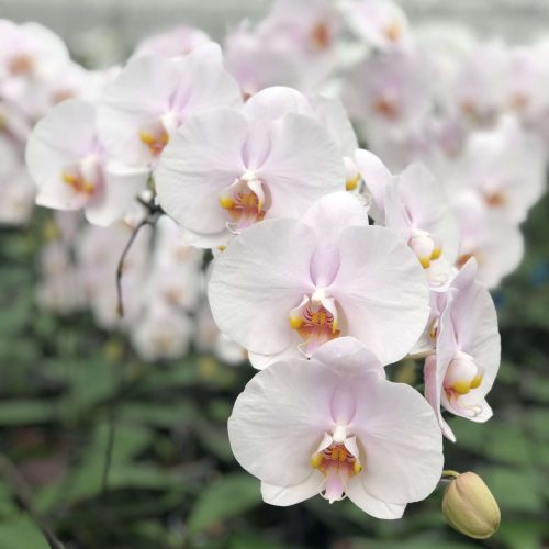 Snij Phalaenopsis by Walter Grootscholten Orchid Alpha Soft Pink