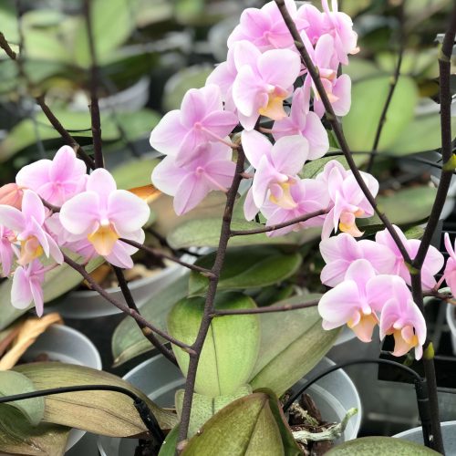 Snij Phalaenopsis by Walter Grootscholten Orchid Baby Pink