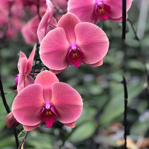 Snij Phalaenopsis by Walter Grootscholten Orchid Coral Sunset Red