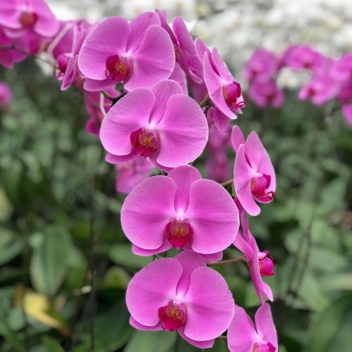 Snij Phalaenopsis by Walter Grootscholten Orchid Happy Valentina Hot Pink Cerise