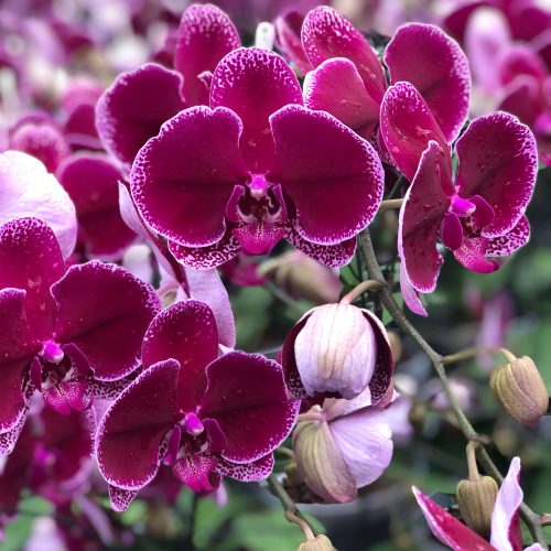 Snij Phalaenopsis by Walter Grootscholten Orchid Lie de Vin Burgundy Red