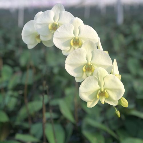 Snij Phalaenopsis by Walter Grootscholten Orchid Limon Bella Green