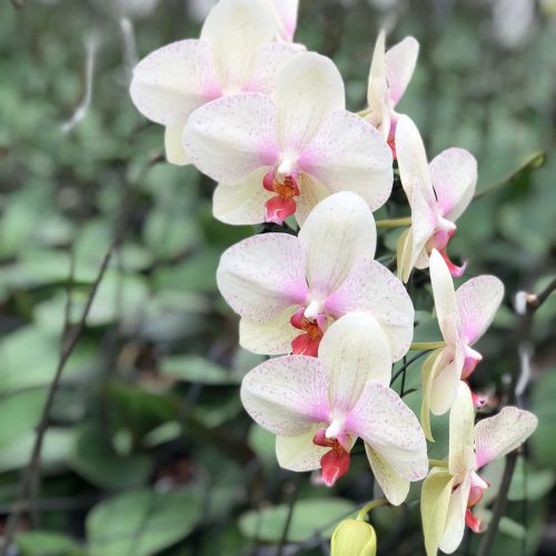 Snij Phalaenopsis by Walter Grootscholten Orchid Omega Creme