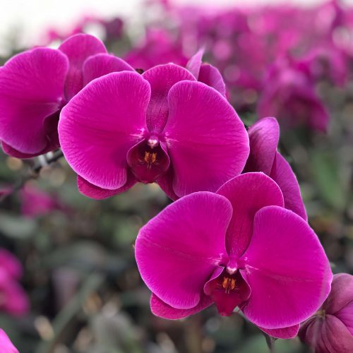 Snij Phalaenopsis by Walter Grootscholten Orchid Purple Haze