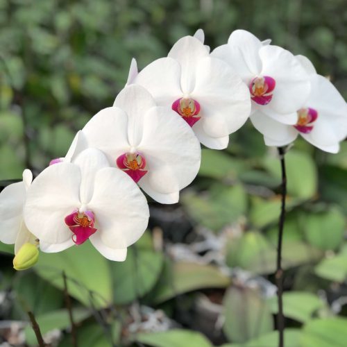 Snij Phalaenopsis by Walter Grootscholten Orchid Red Lip