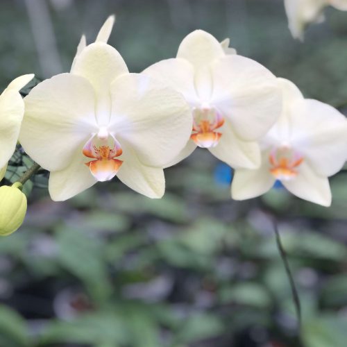 Snij Phalaenopsis by Walter Grootscholten Orchid Rising Sun Yellow Creme