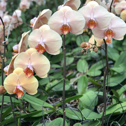 Snij Phalaenopsis by Walter Grootscholten Orchid Royal Peach