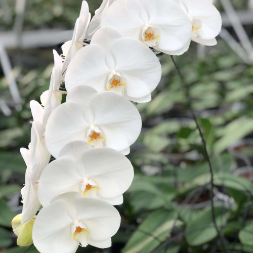 Snij Phalaenopsis by Walter Grootscholten Orchid Sensation White