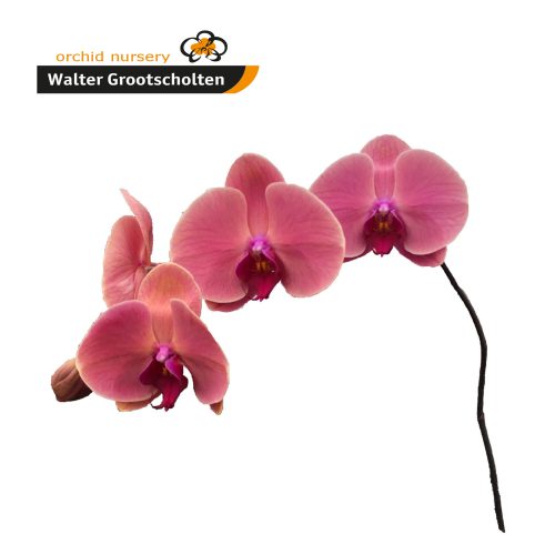 Snij Phalaenopsis by Walter Grootscholten Orchid Coral Sunset Red