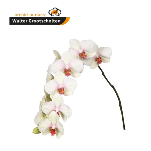 Snij Phalaenopsis by Walter Grootscholten Orchid Omega Creme