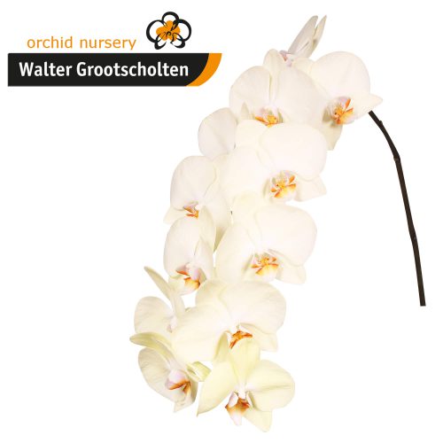 Snij Phalaenopsis by Walter Grootscholten Orchid Rising Sun Yellow Creme